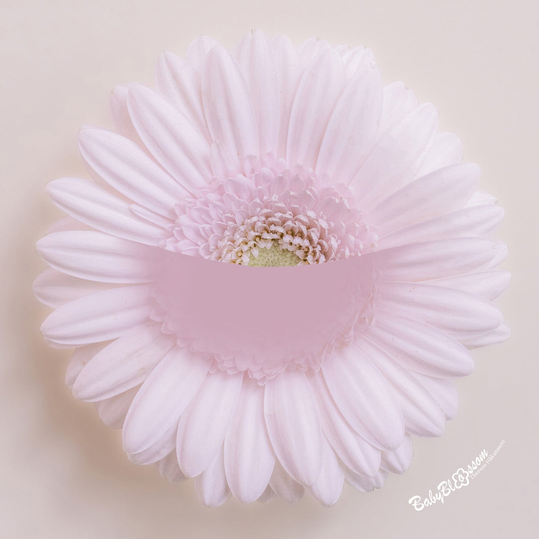 Soft Blush
