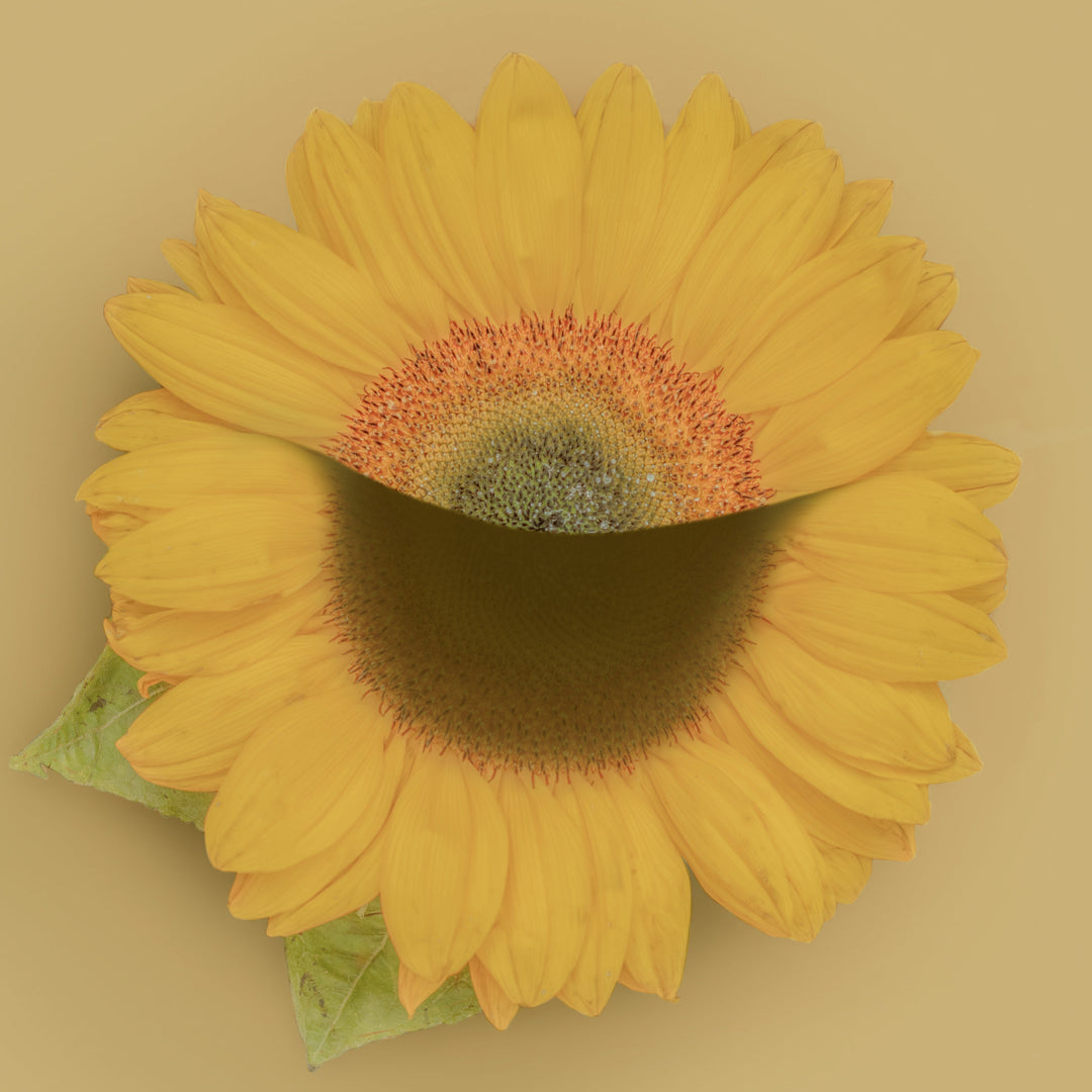 Honey Blossoms