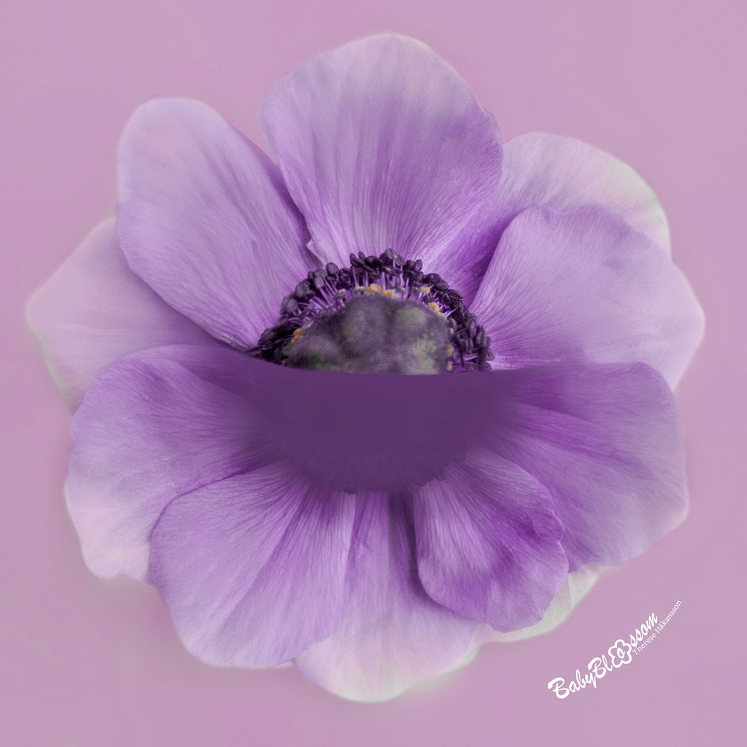 Lavender Haze