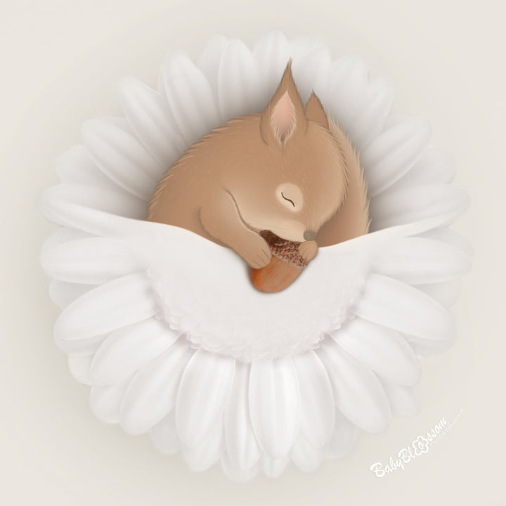 Acorn Dream